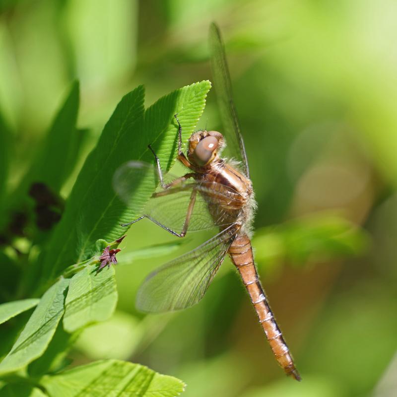 Photo of Chalk-fronted Corporal