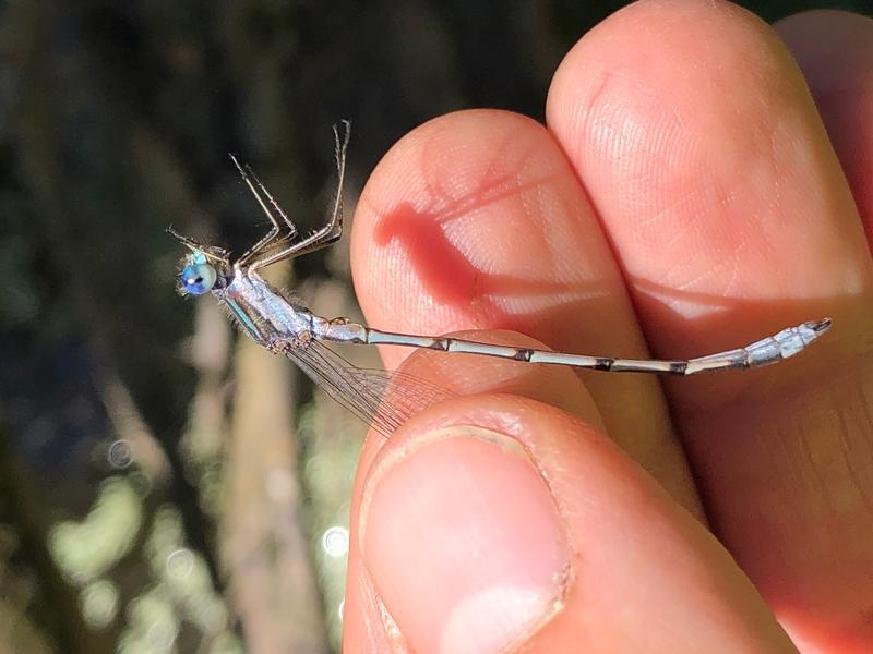 Photo of Southern Spreadwing