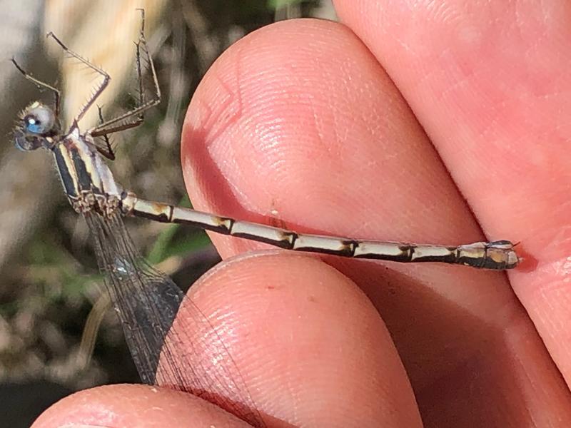 Photo of Southern Spreadwing