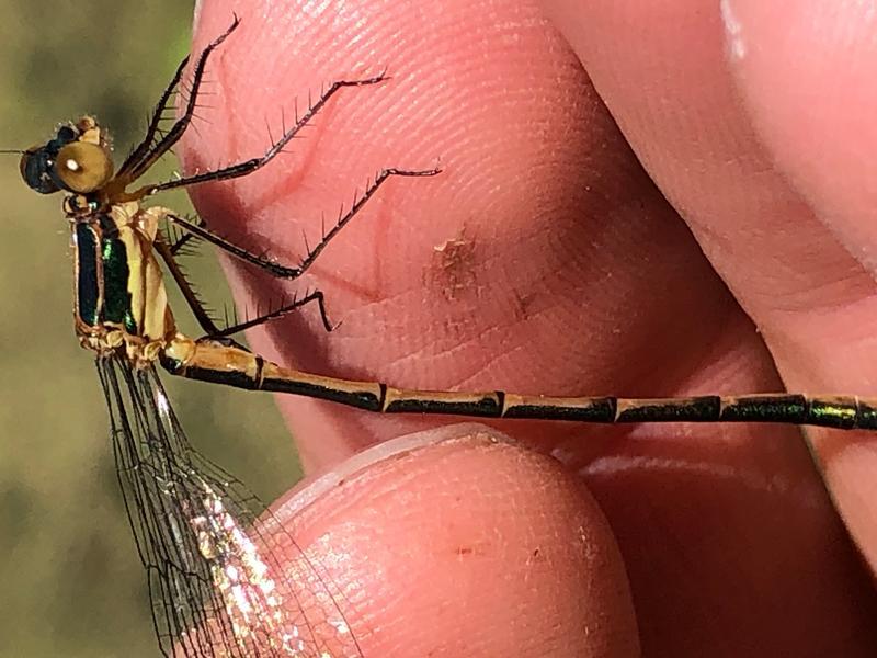 Photo of Emerald Spreadwing