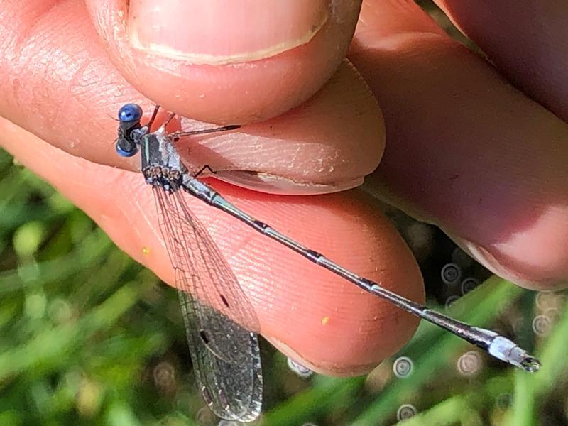 Photo of Southern Spreadwing