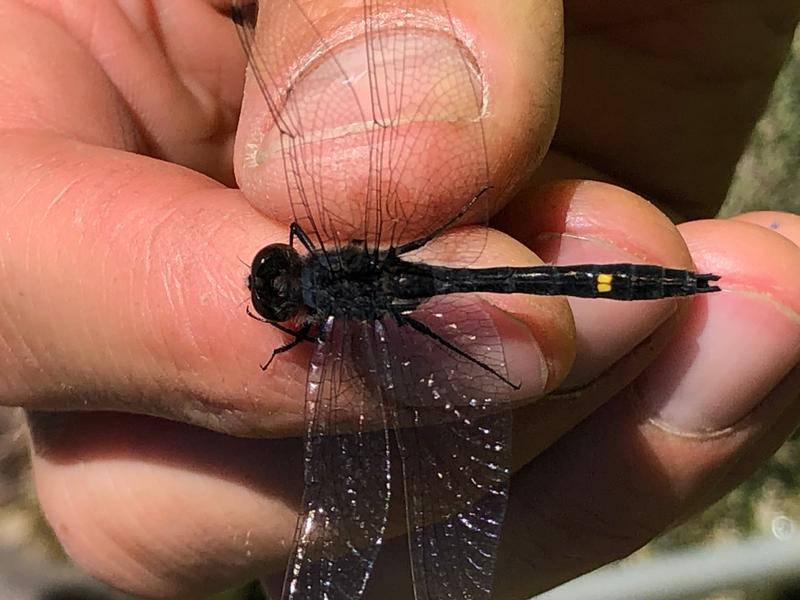 Photo of Dot-tailed Whiteface