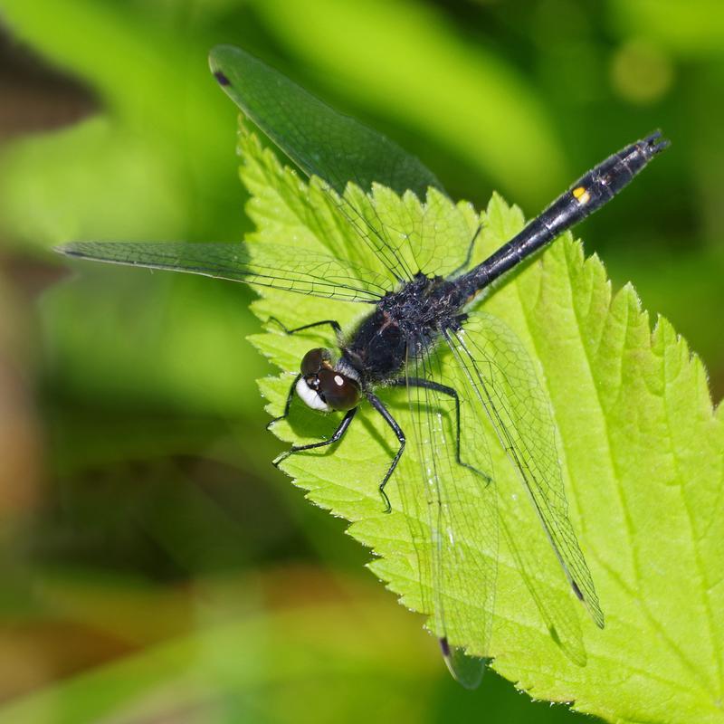Photo of Dot-tailed Whiteface