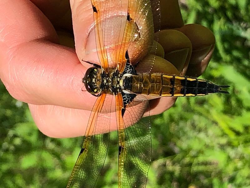 Photo of Four-spotted Skimmer