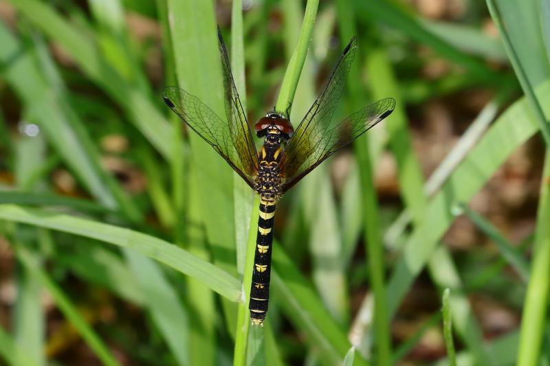 Photo of Elfin Skimmer