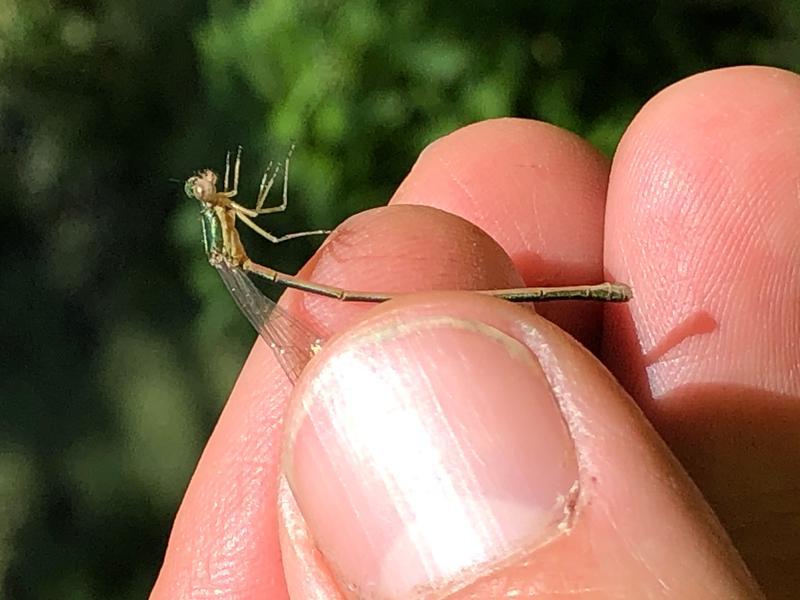 Photo of Sedge Sprite