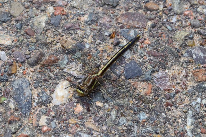 Photo of Dusky Clubtail