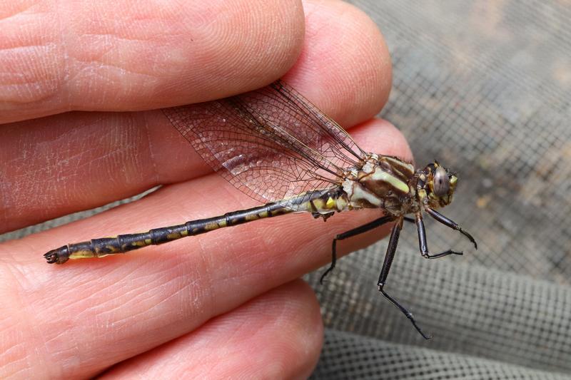 Photo of Dusky Clubtail