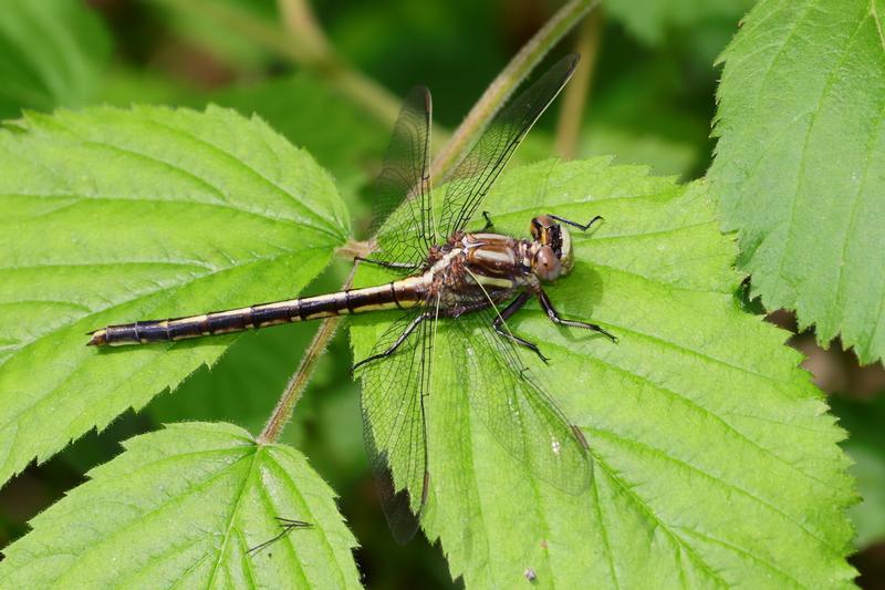 Photo of Dusky Clubtail
