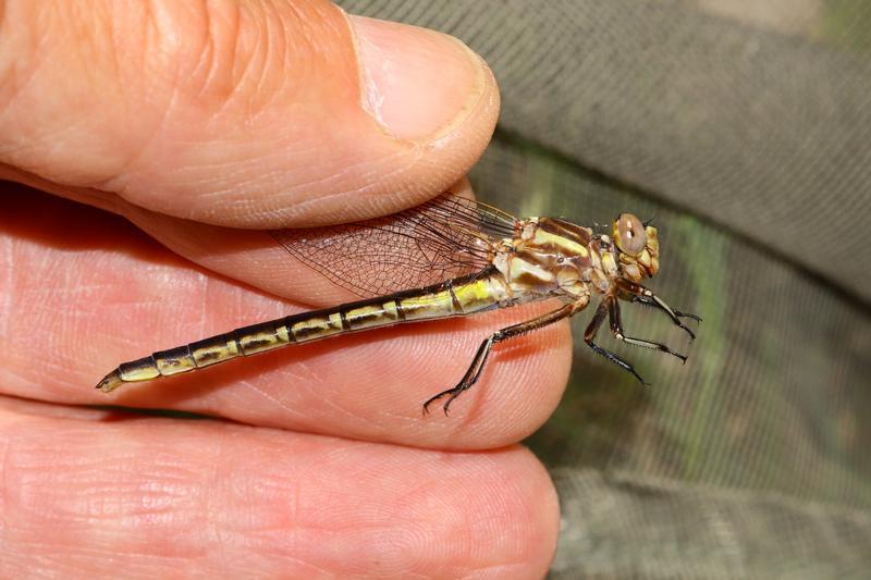 Photo of Dusky Clubtail