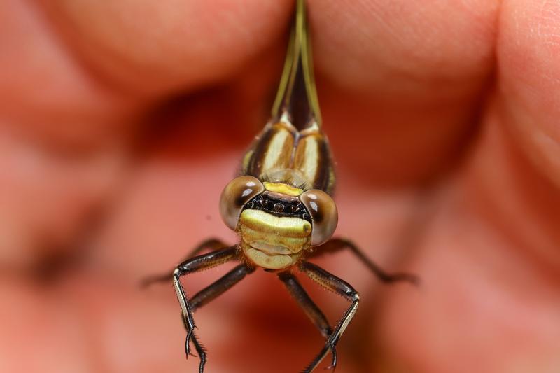 Photo of Dusky Clubtail
