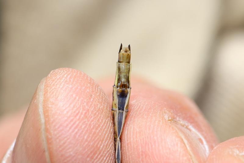Photo of Dusky Clubtail
