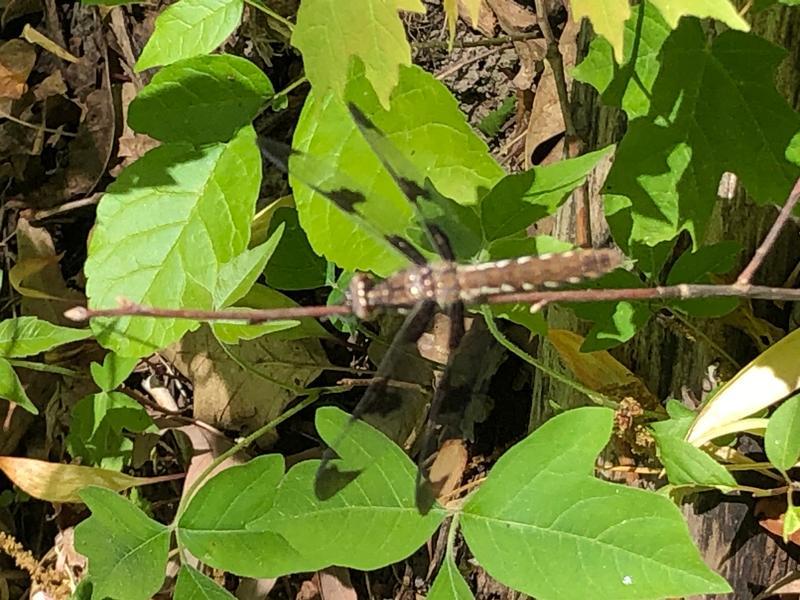 Photo of Common Whitetail