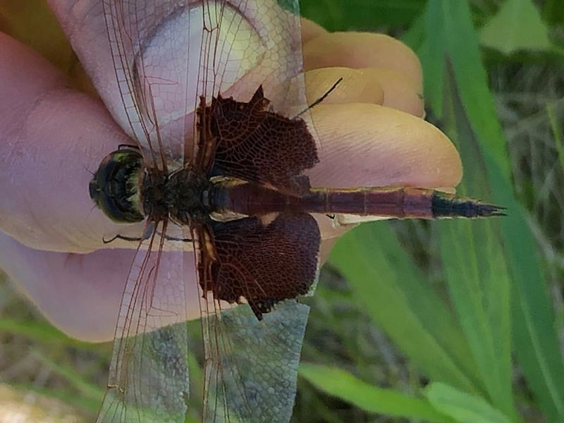 Photo of Carolina Saddlebags