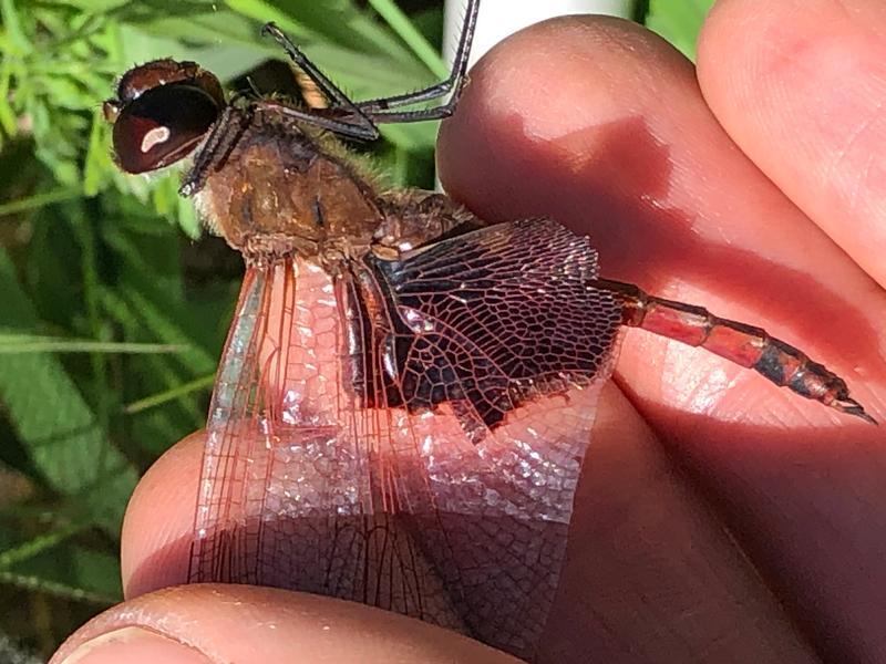 Photo of Carolina Saddlebags