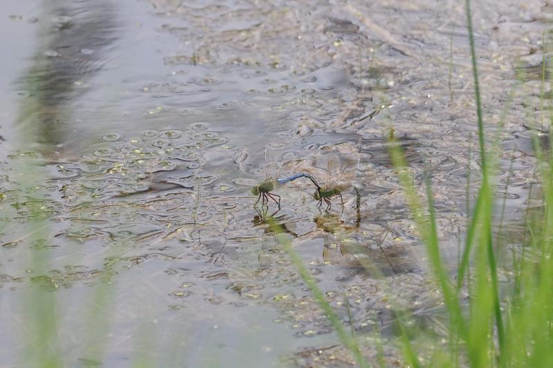 Photo of Common Green Darner
