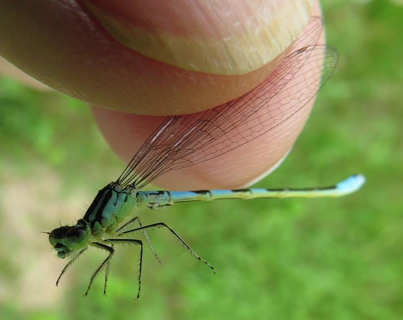 Photo of Taiga Bluet