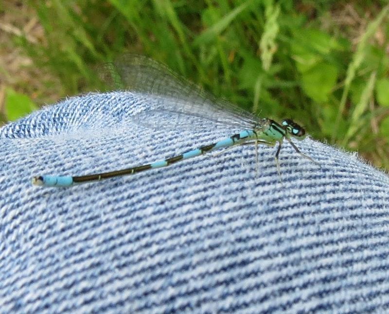 Photo of Taiga Bluet