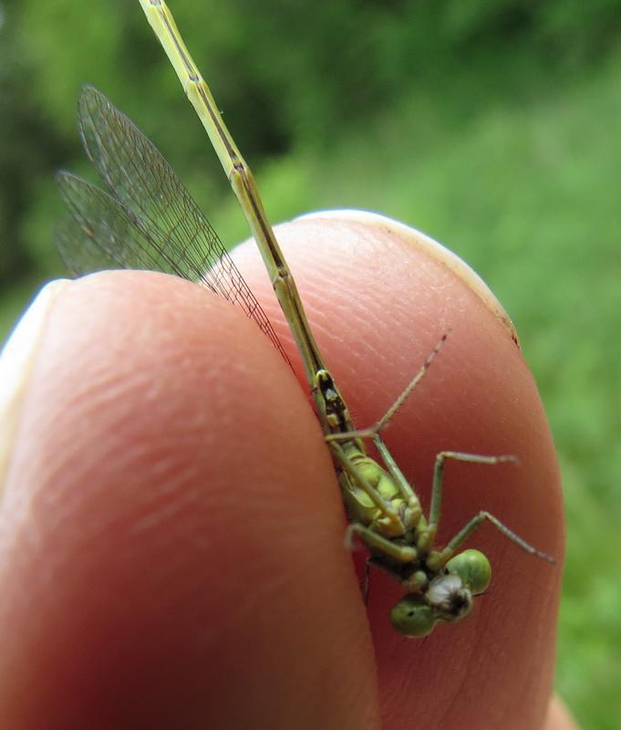 Photo of Taiga Bluet