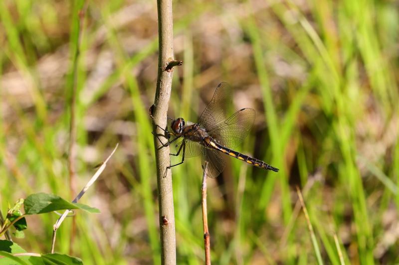 Photo of Spiny Baskettail