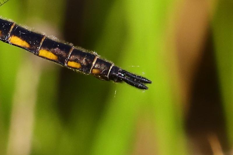 Photo of Spiny Baskettail