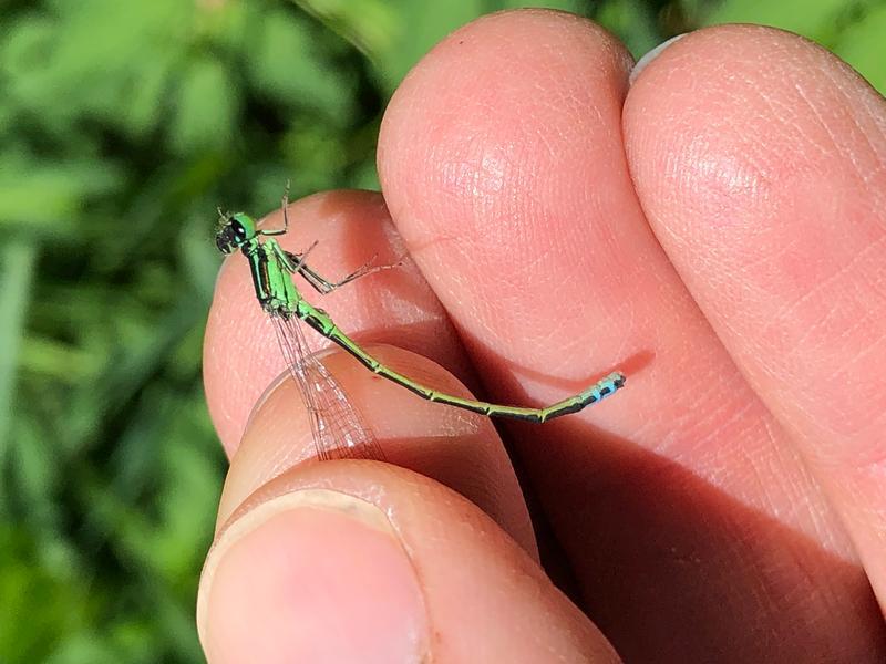 Photo of Eastern Forktail