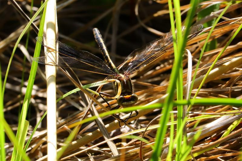 Photo of Dusky Clubtail