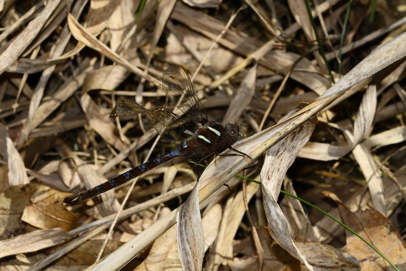 Photo of Springtime Darner