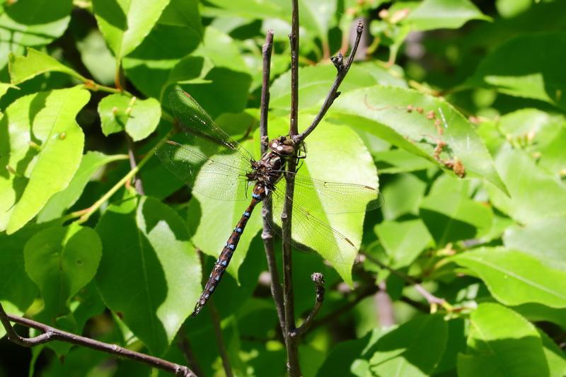 Photo of Springtime Darner