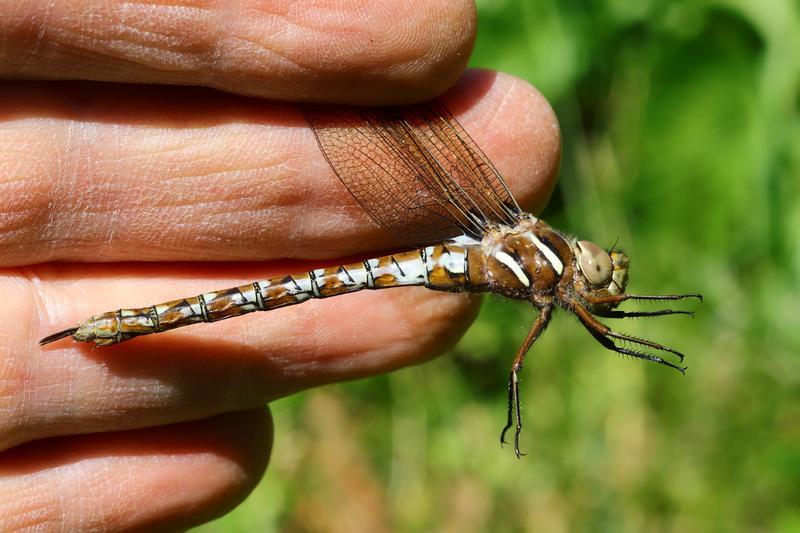 Photo of Springtime Darner