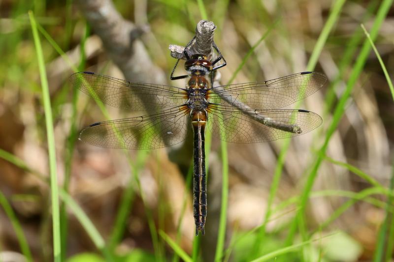 Photo of American Emerald