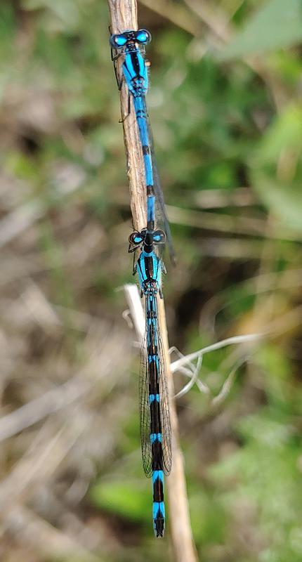 Photo of Boreal Bluet