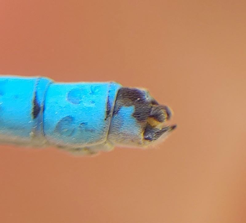 Photo of Boreal Bluet