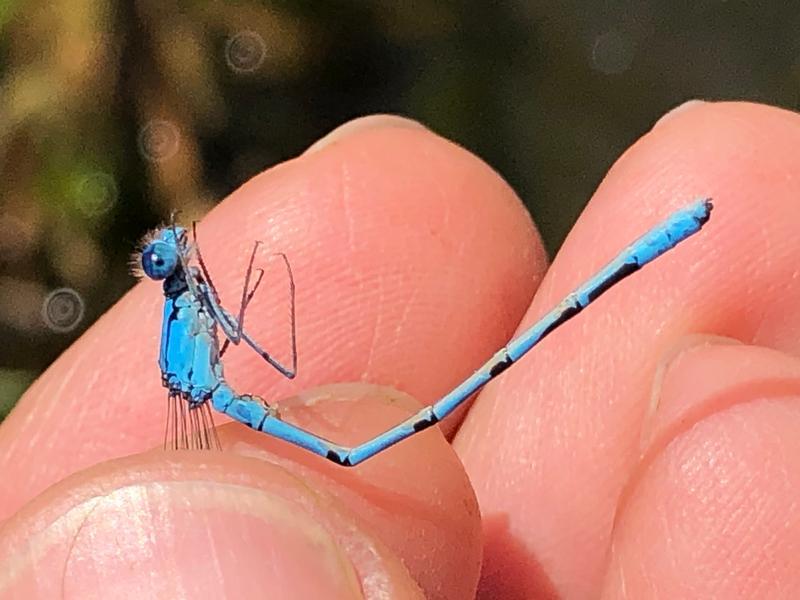 Photo of Boreal Bluet