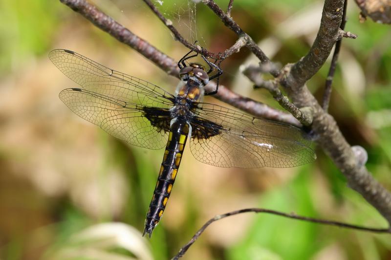 Photo of Common Baskettail