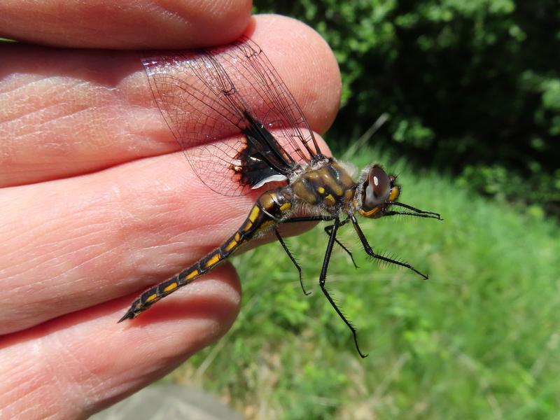 Photo of Common Baskettail