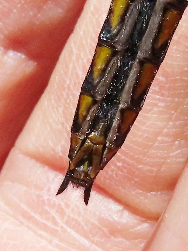 Photo of Common Baskettail