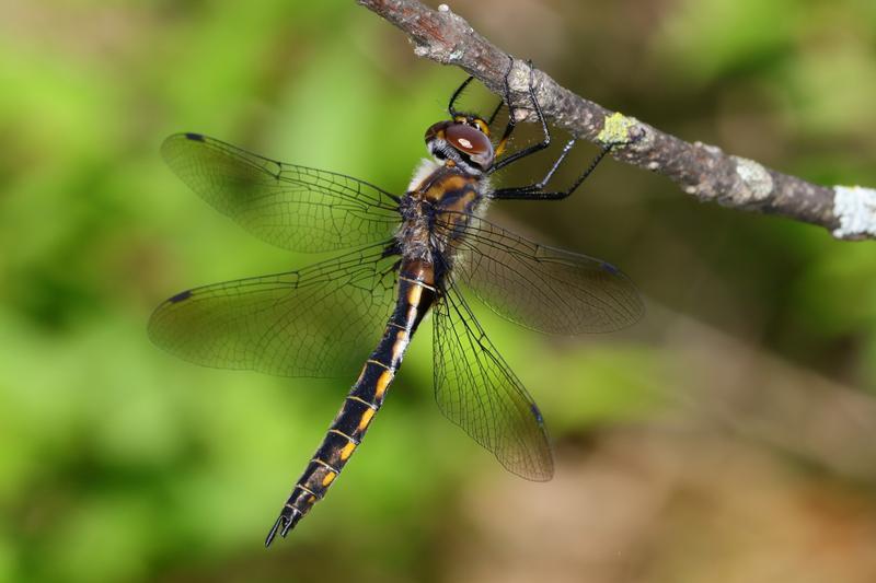 Photo of Spiny Baskettail