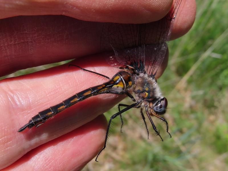 Photo of Spiny Baskettail