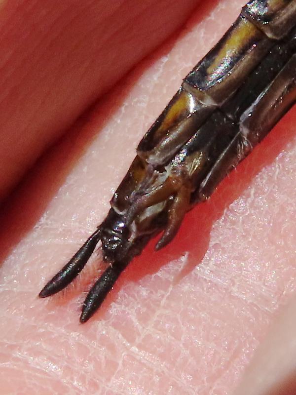 Photo of Spiny Baskettail