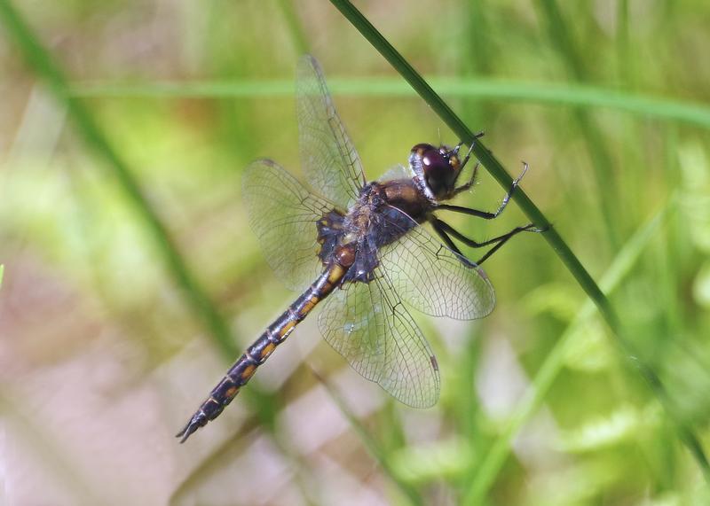 Photo of Common Baskettail