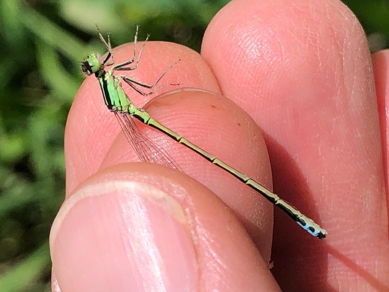 Photo of Eastern Forktail