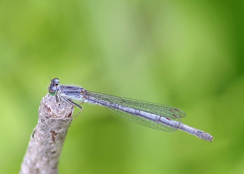 Photo of Eastern Forktail