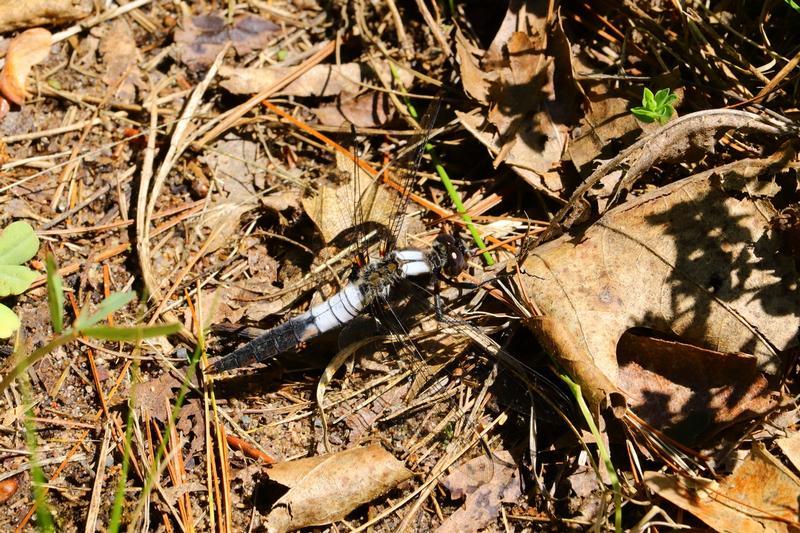 Photo of Chalk-fronted Corporal