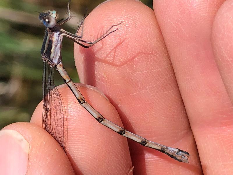 Photo of Southern Spreadwing