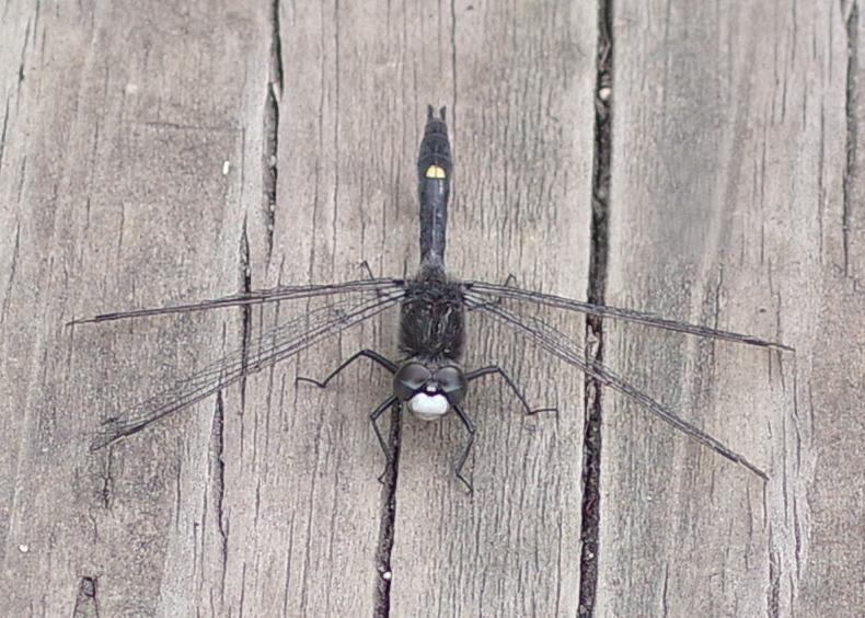 Photo of Dot-tailed Whiteface