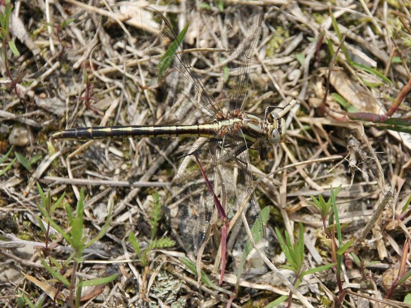 Photo of Dusky Clubtail