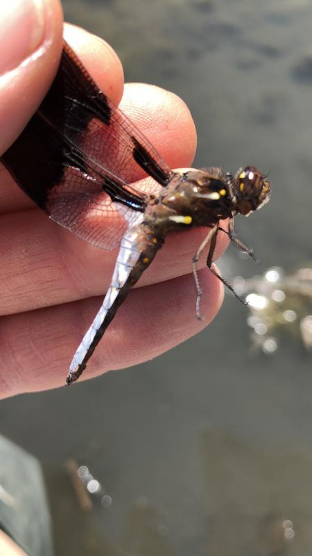 Photo of Common Whitetail