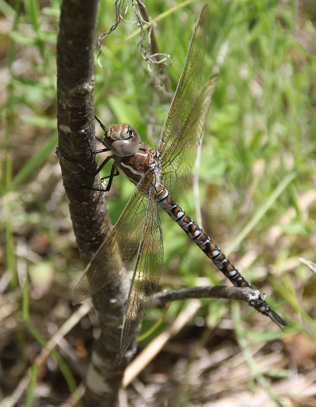 Photo of Spatterdock Darner