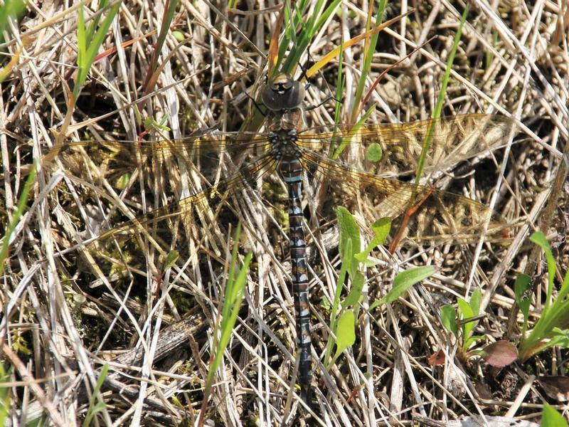 Photo of Spatterdock Darner